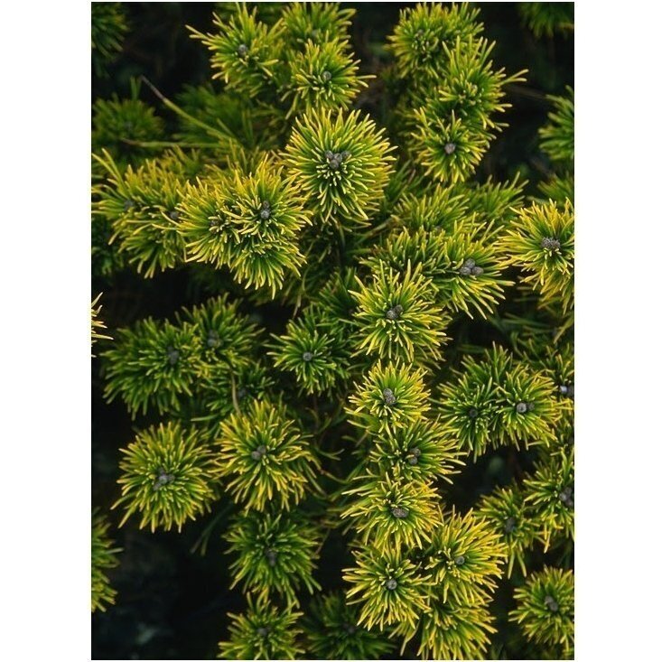 Pinus mugo 'Carsten's Wintergold' C60 1