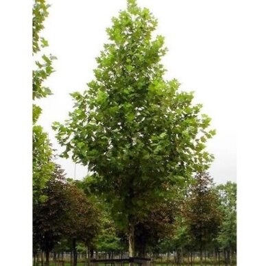 Platanas klevalapis 'Pyramidalis' C15 1