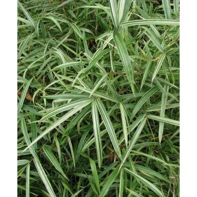 Dwarf White Stripe Bamboo 1