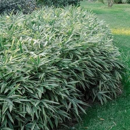 Dwarf White Stripe Bamboo