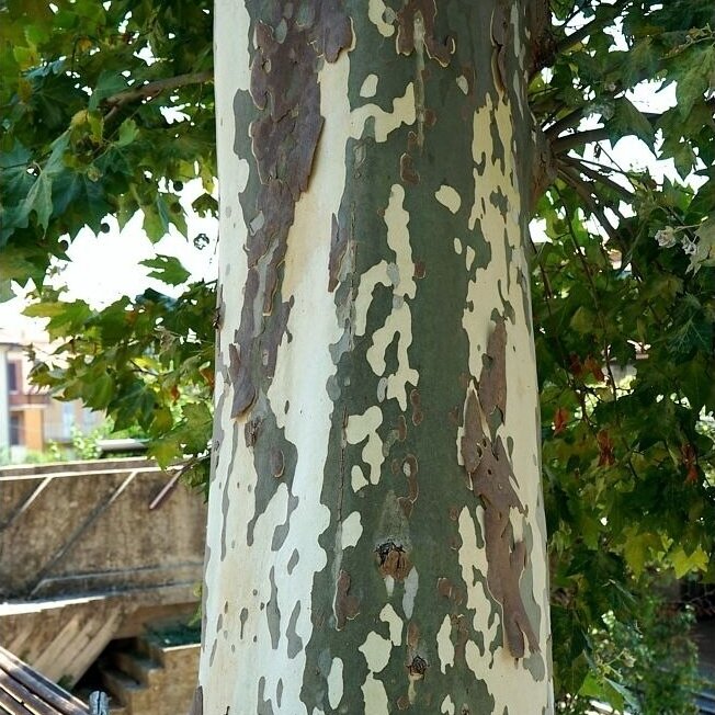 Platanas klevalapis 'Pyramidalis' C15