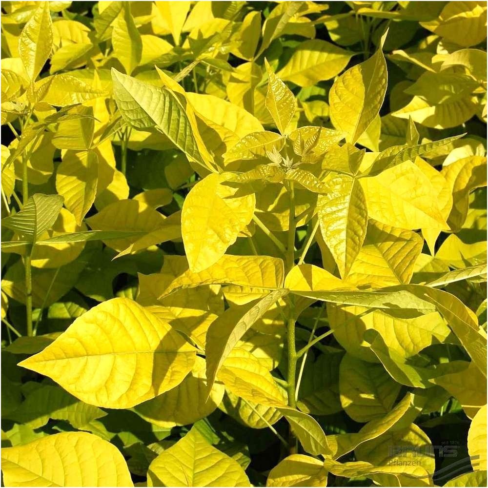 Ptelija trilapė 'Aurea' C10 Ptelija trilapė 'Aurea' C10
