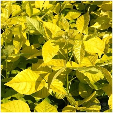 Ptelija trilapė 'Aurea' C10 Ptelija trilapė 'Aurea' C10
