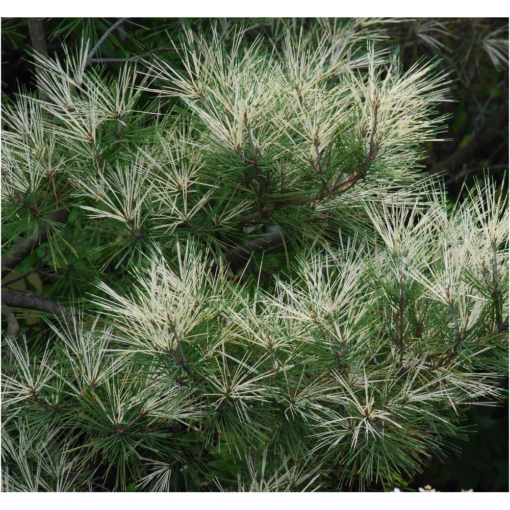 Japanese pine 'Oculus Draconis' C10 Japanese pine 'Oculus Draconis' C10