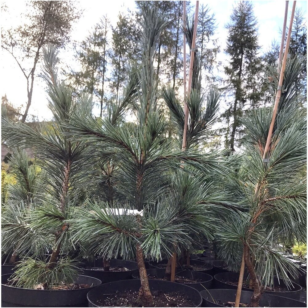 Pušis lanksčioji 'Glauca' C20