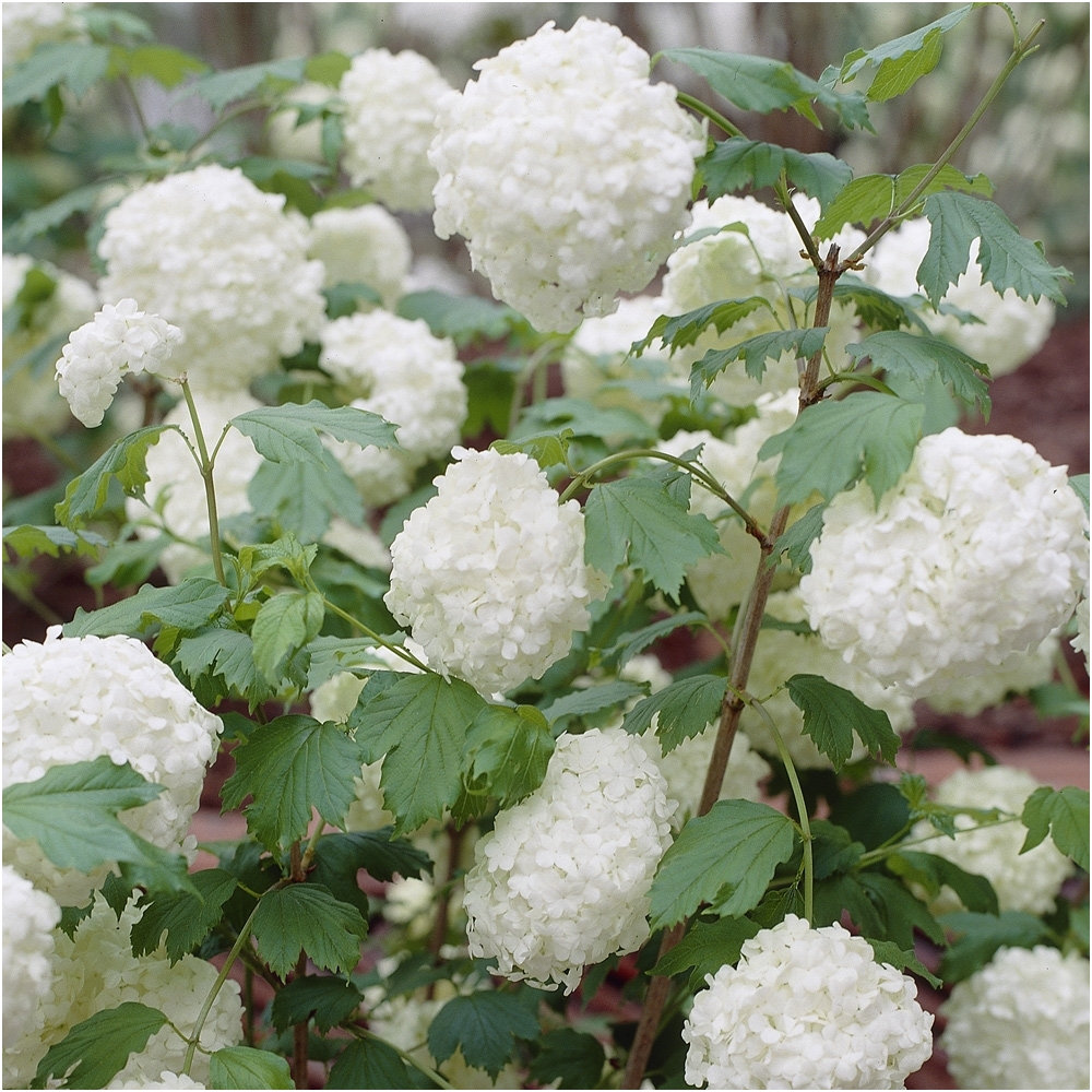 Quelder rose 'Roseum' C5 1 Quelder rose 'Roseum' C5 1