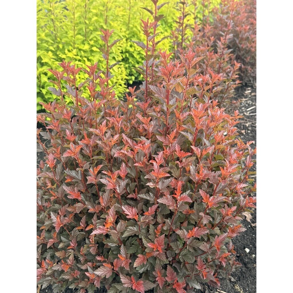 Eastern ninebark 'Sweet Cherry Tea' C5 2