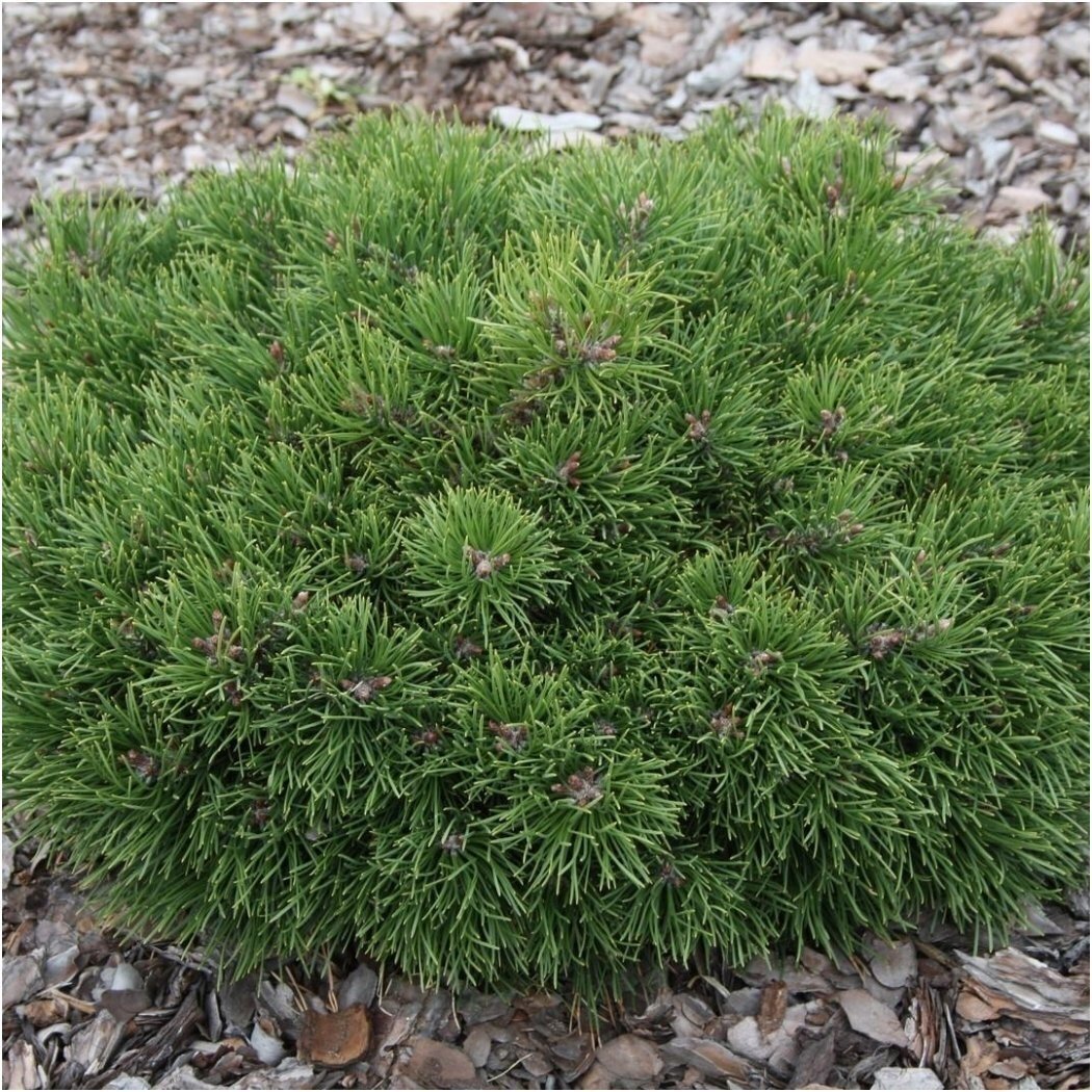 Mountain pine 'Grune welle' C30 Pa 1