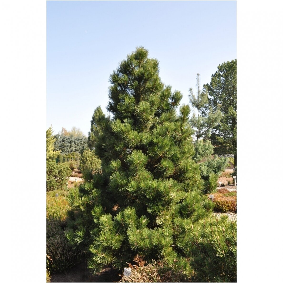 Bosnian pine 'Malinki' C30