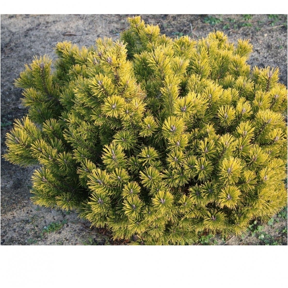 Mountain pine 'Gold Star' C30, Pa 1