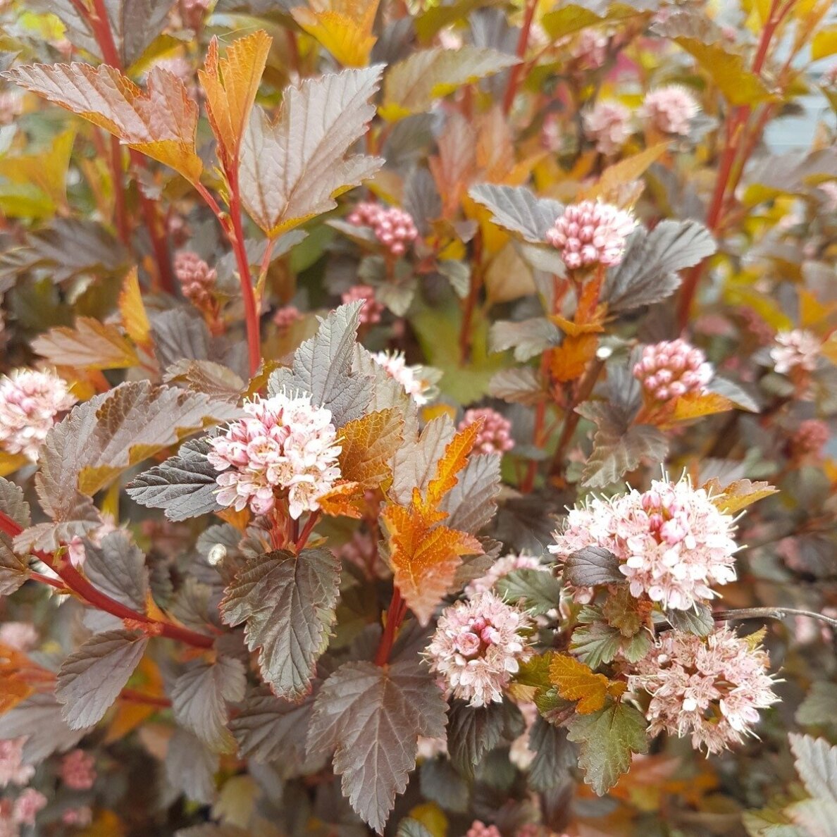 Eastern ninebark 'Sweet Cherry Tea' C5