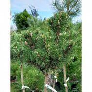 Mountain pine 'Liliput' C20, Pa