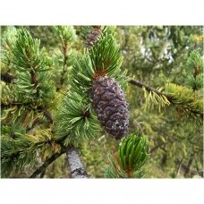 Rocky Mountain bristlecone pine C2