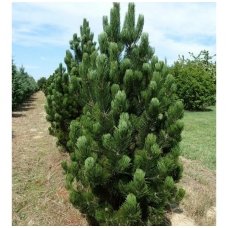 Bosnian pine 'SATELLIT' C2