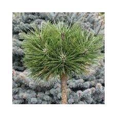 Japanese pine 'Jane Kluis' C5, Pa