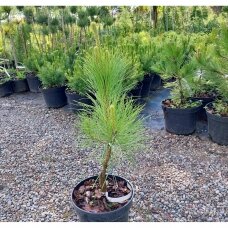 Pinus nigra 'Beldyga' C10