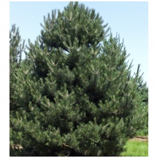 Black pine C10