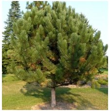 Black pine "Geant de Suisse" C2