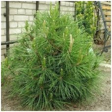 Black pine 'Globosa' C2