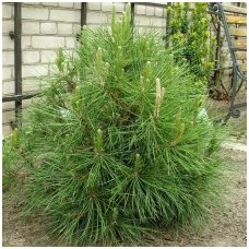 Black pine 'Globosa' C20