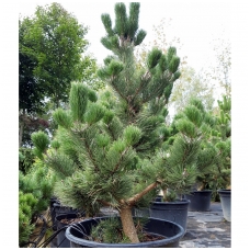 Black pine 'Oregon Green' C20