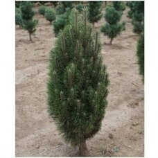 Black pine 'Richard' C2