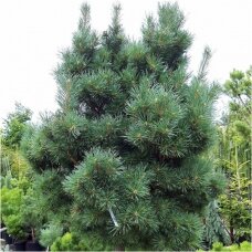 Scotch pine 'Argentea compacta' C2