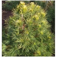 Scots pine 'Globosa Viridis' C20