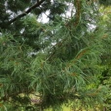 Eastern white pine 'Torulosa' C2