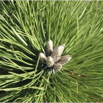 Black pine 'HORNIBROOKIANA' C10 1 Black pine 'HORNIBROOKIANA' C10 1