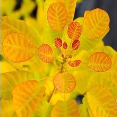 European smoketree GOLDEN LADY 'Mincojau3' PBR C5 European smoketree GOLDEN LADY 'Mincojau3' PBR C5