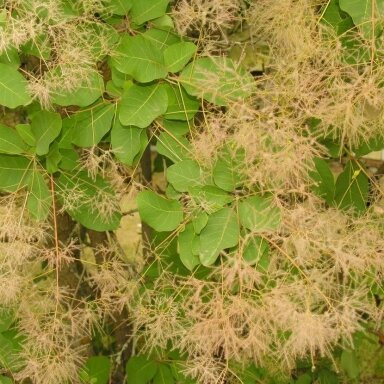 Pūkenis europinis  C5