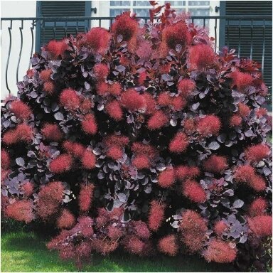 Pūkenis europinis 'Royal Purple' C5