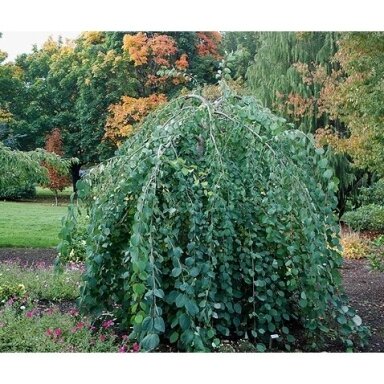 Katsura tree 'Amazing Grace' C15 Katsura tree 'Amazing Grace' C15