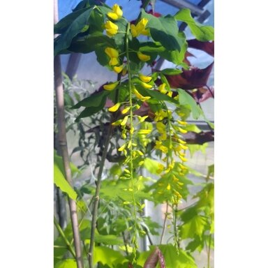 Scotch laburnum 'Pendula' C10 Scotch laburnum 'Pendula' C10