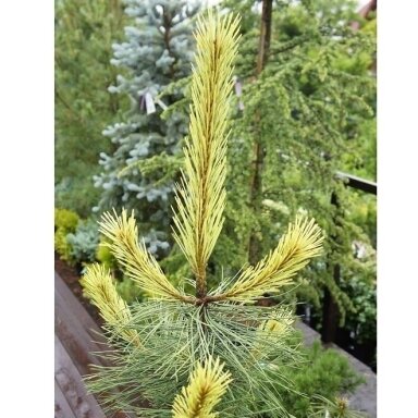 Pušis juodoji 'Aurea' C10