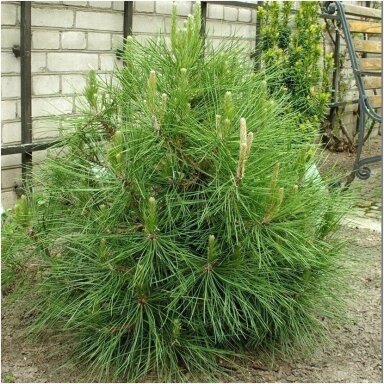 Pušis juodoji 'Globosa' C20