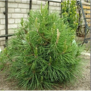 Pušis juodoji 'Globosa' C45