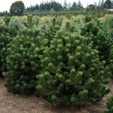 Pušis juodoji 'Oregon Green' C5