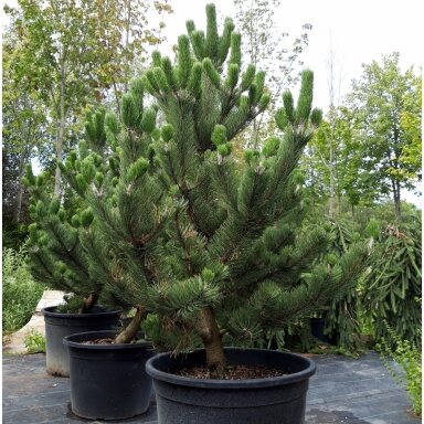Pušis juodoji 'Oregon Green' C10