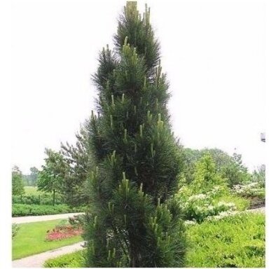 Pušis juodoji 'Pyramidalis' C10 (Skiepyta)