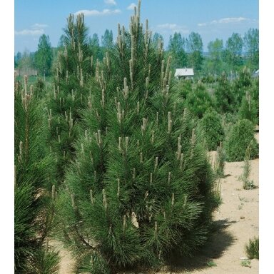 Pušis juodoji 'Pyramidalis' C10 (sėjinukai)