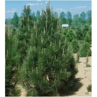 Pušis juodoji 'Pyramidalis' C45 (sėjinukai)