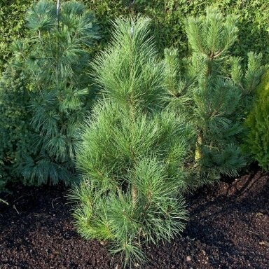 Pušis juodoji 'Pyramidalis' C5 (sėjinukai)