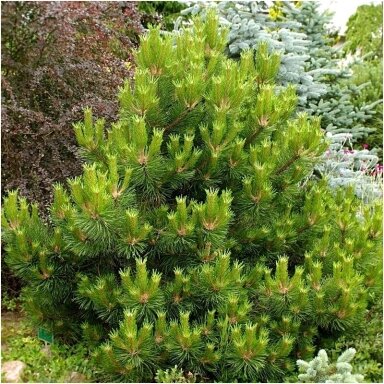 Black pine 'Wurstle' C30, Pa