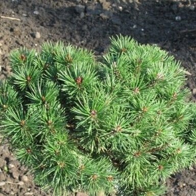Pušis kablelinė 'Nana' C10