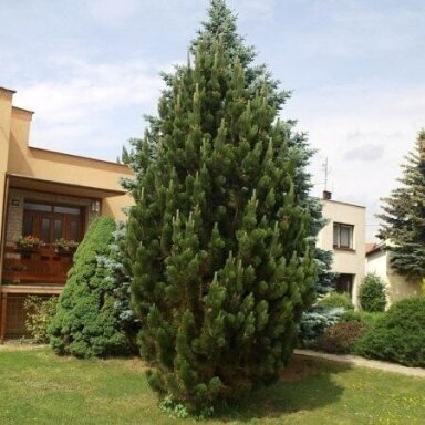 Pušis kablelinė 'Pyramidata' C10