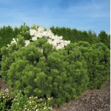 Pušis kalninė 'Albospicata Domschke' C5