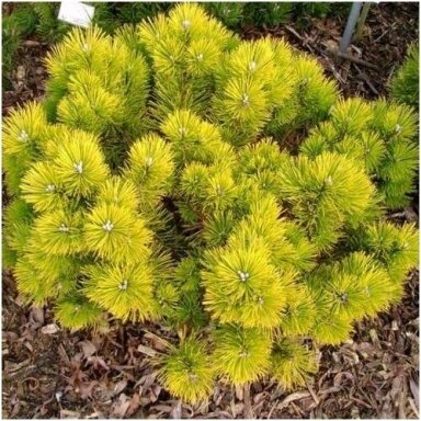 Pušis kalninė 'Golden Glow' C30