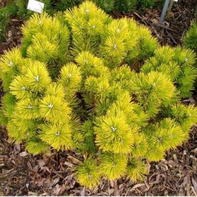 Pušis kalninė 'Golden Glow' C20